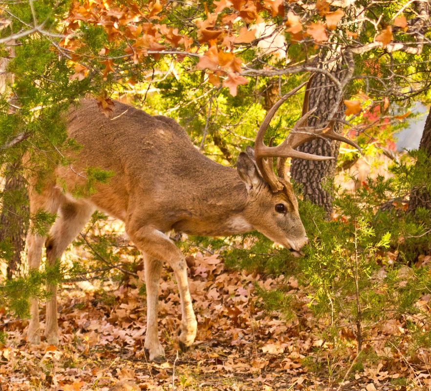 Wichita Mountains Wildlife Refuge & Visitor's Center | TravelOK.com ...