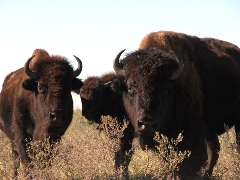 Where the Buffalo Roam | TravelOK.com - Oklahoma's Official Travel ...