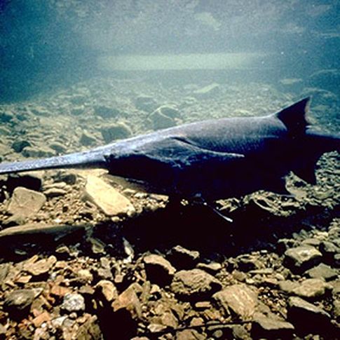 Paddlefish can be found cruising the lake and river bottoms of northeast Oklahoma's waterways searching for food.