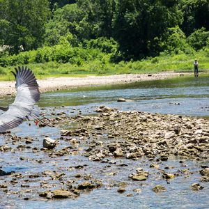 You'll encounter Oklahoma wildlife during your time in the Spavinaw Area at Grand Lake. Photo by Megan Rossman.