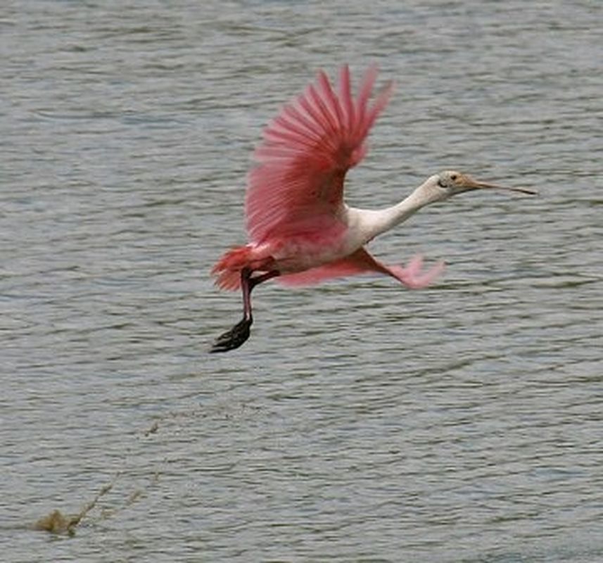 Red Slough Wildlife Management Area | TravelOK.com - Oklahoma's ...