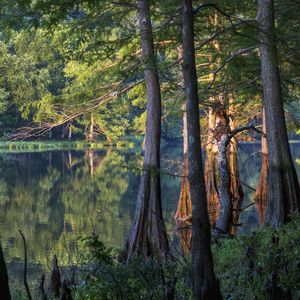 Explore the wooded trails and make your way along the pristine waters of Broken Bow Lake or Mountain Fork River during an adventure to Beavers Bend State Park.