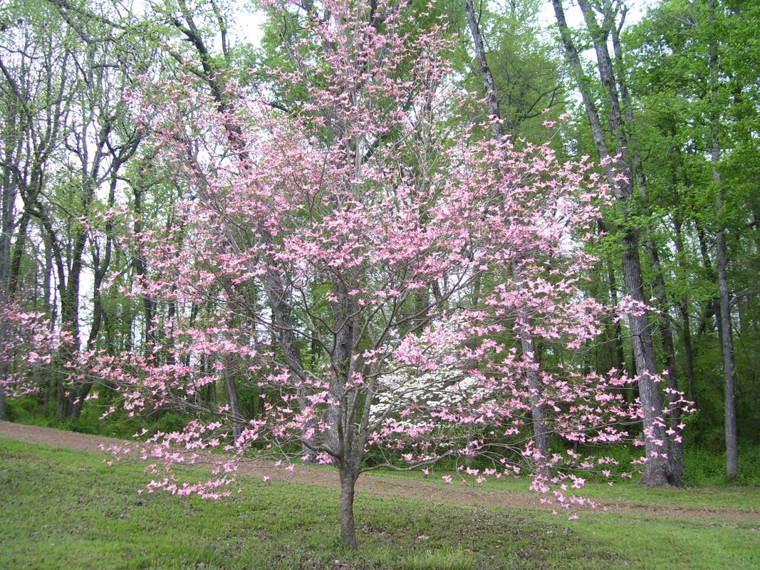 Dogwood Days Festival | TravelOK.com - Oklahoma's Official Travel ...