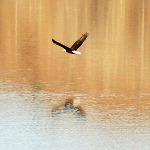 A bald eagle in flight skims across the surface of the lake in Black Mesa State Park near Kenton.  The park is located in the panhandle at the junction of Oklahoma, Colorado and New Mexico.  Black Mesa is the highest point in Oklahoma.