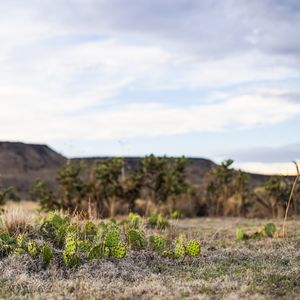 Visitors to Black Mesa State Park will find cacti dotting the rugged landscape in western Oklahoma. Photo by Laci Schwoegler/Oklahoma Tourism.