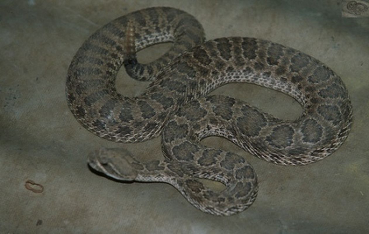 Waynoka Rattlesnake Hunt Oklahoma's Official Travel