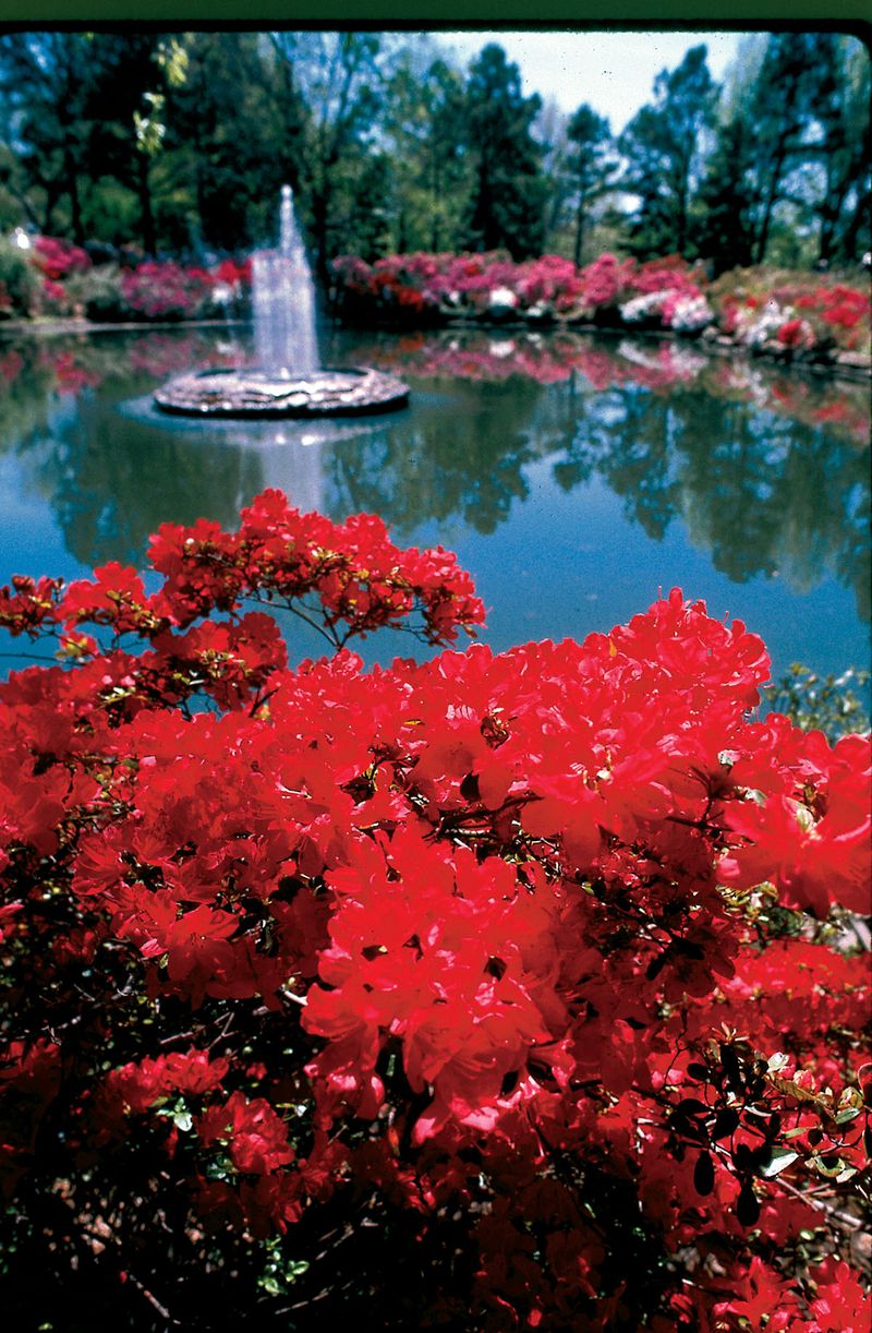 Azalea Festival Oklahoma's Official Travel & Tourism Site