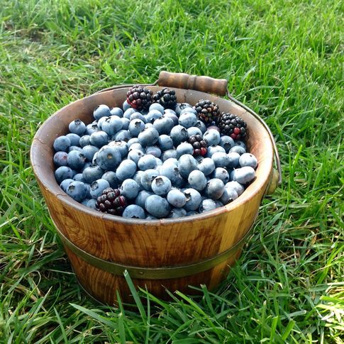 Visitors will find a diverse selection of berries at the scenic Endicott Farms in Mounds.
