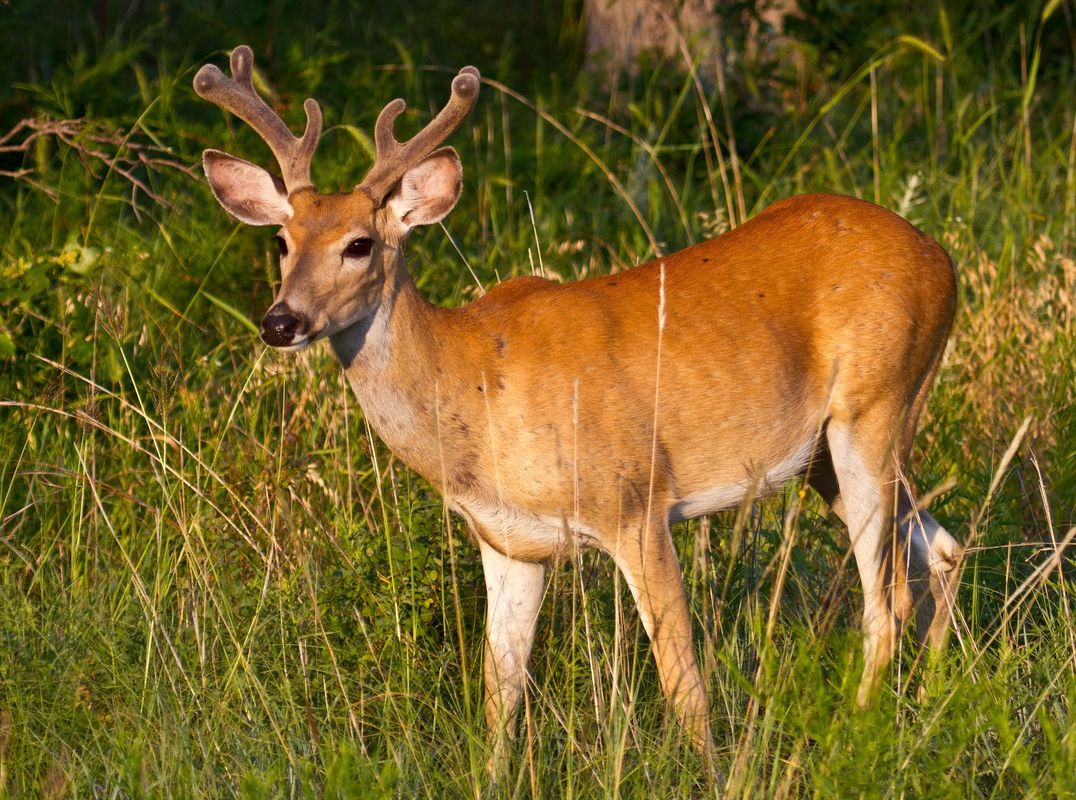 Wichita Mountains Wildlife Refuge & Visitor's Center | TravelOK.com ...