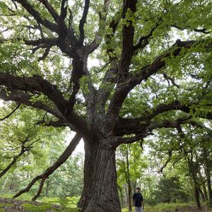 Hike throughout Boiling Springs State Park to see one of the oldest Burr Oak trees in Oklahoma, which is estimated to be over 300 years old. Photo: Lori Duckworth/Oklahoma Tourism