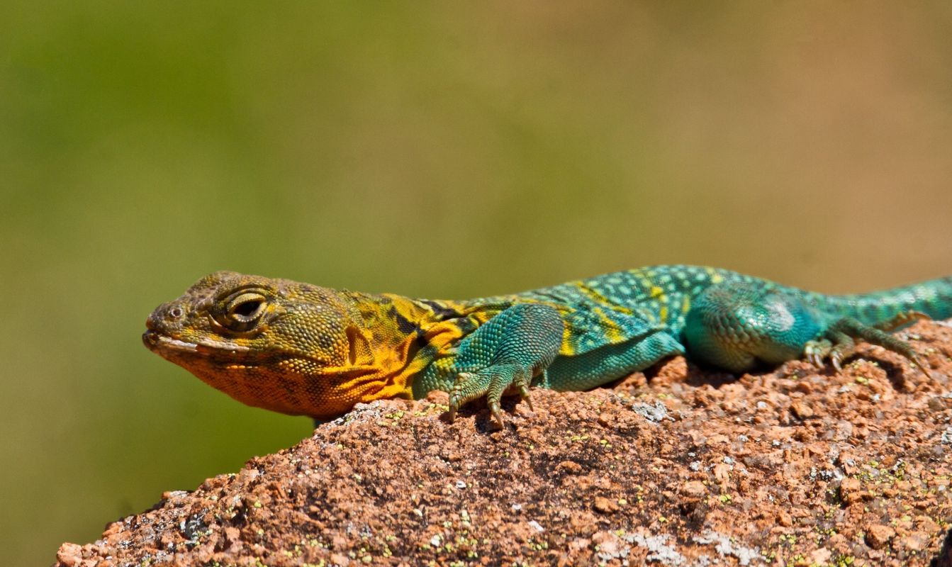 Wichita Mountains Wildlife Refuge Trail System | TravelOK.com ...