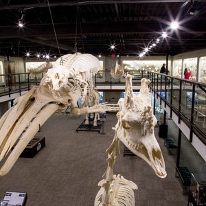 Skeletons: Museum of Osteology | TravelOK.com - Oklahoma's Official ...