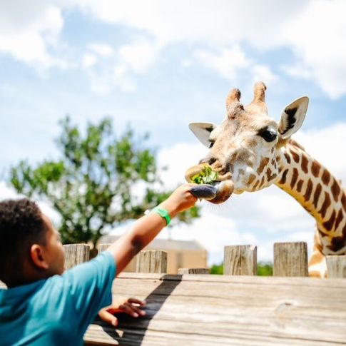 Go behind the scenes and meet your favorite zoo animal up-close during a Wild Encounter at the Oklahoma City Zoo in Oklahoma City&rsquo;s Adventure District.
