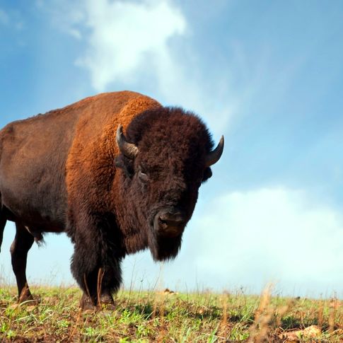 Several locations across Oklahoma offer the opportunity to see buffalo herds roaming wild.  A few of the top options include Wichita Mountains Wildlife Refuge near Lawton and the Tallgrass Prairie Preserve in Pawhuska.
