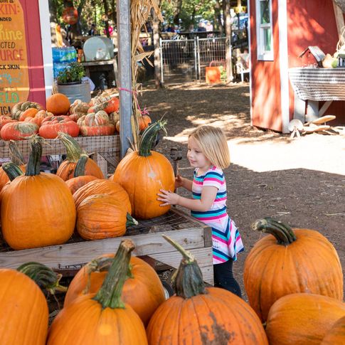 Select the perfect pumpkin from the Parkhurst Pumpkin Patch in Arcadia.