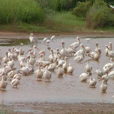 Pelicans congregate at the water's edge in Salt Plains National Wildlife Refuge near Jet. Pelicans migrate through Oklahoma in the fall and visit the Great Salt Plains on their way.