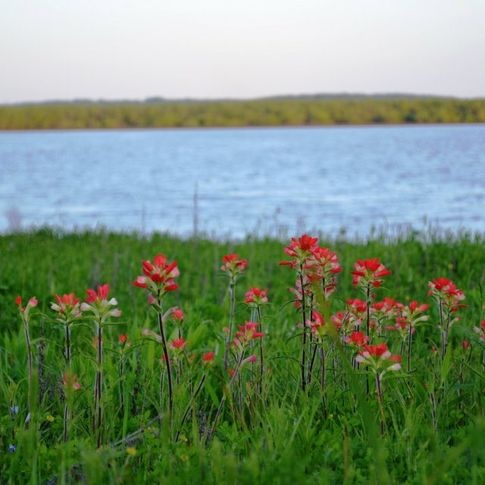 Wildflowers on the shores of Lake Texoma.