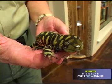 Lake Thunderbird State Park Nature Center Video