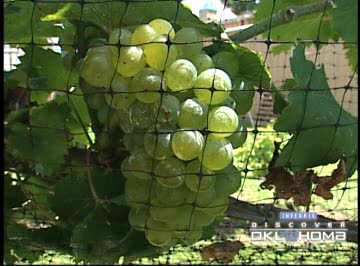 StableRidge Vineyards & Winery Video