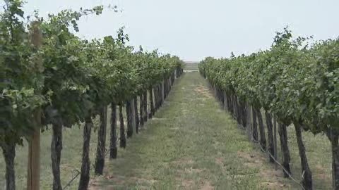 Plymouth Valley Cellars Video