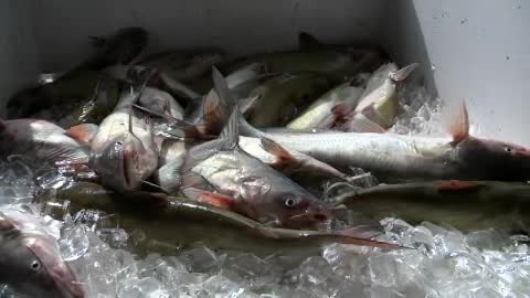 Rollan Dennis Hunting & Fishing Guide Service Video