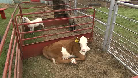 Silvertop Farm & Vineyards Video